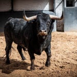 Estos son los imponentes toros para la resaca post isidril hoy en Las Ventas