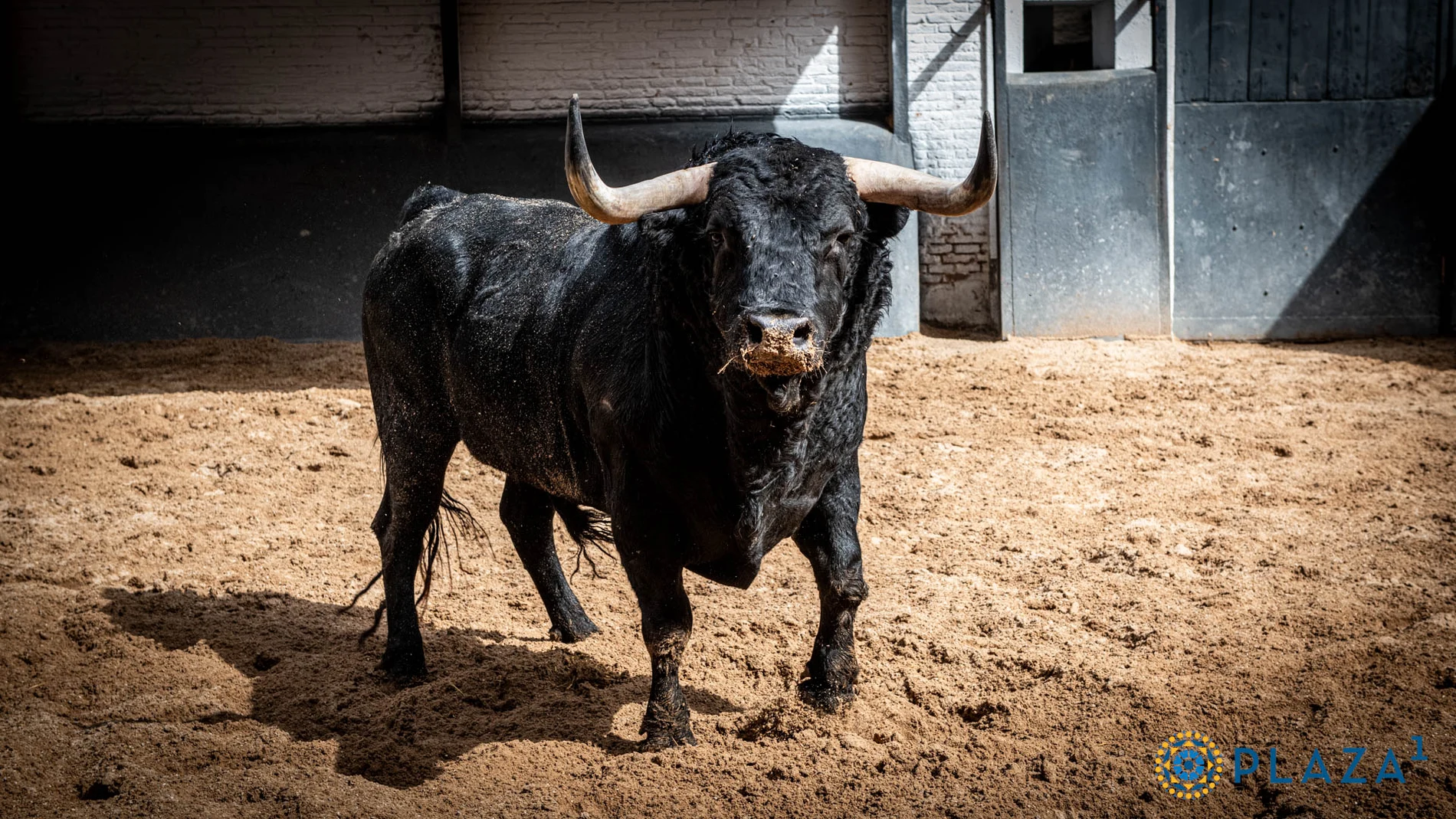 Estos son los imponentes toros para la resaca post isidril hoy en Las Ventas