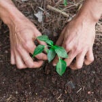 La planta que debes plantar en verano: perfuma toda la casa y ahuyenta a los mosquitos
