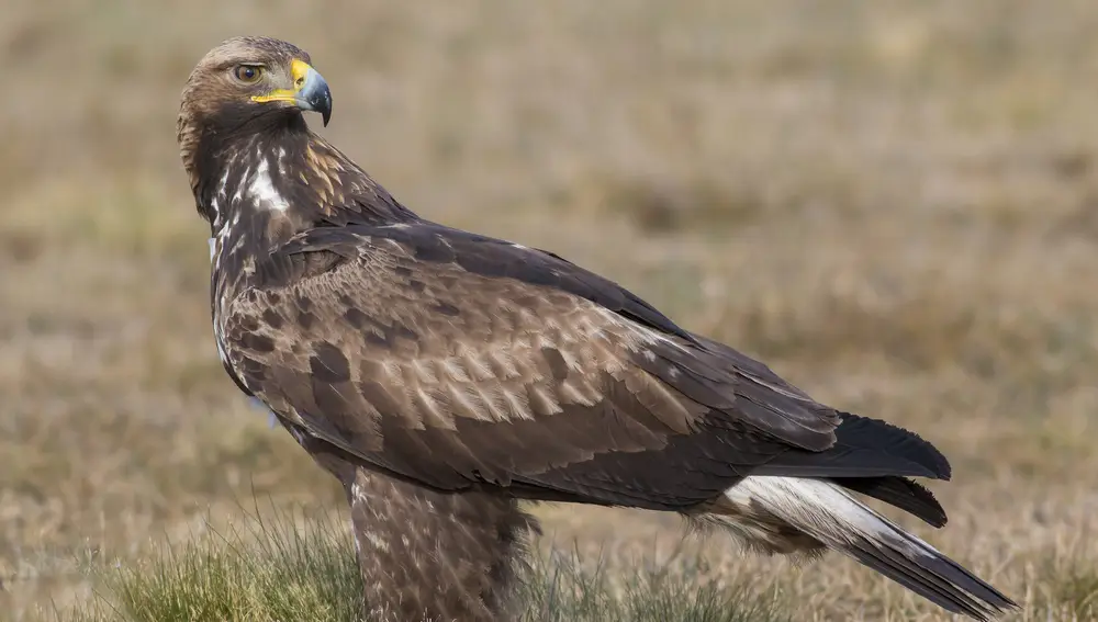 Águila real