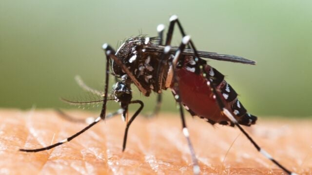 El Ayuntamiento de Marratxí inicia la campaña contra el mosquito tigre con inspecciones gratuitas a domicilio