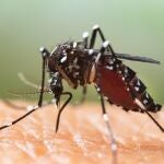El Ayuntamiento de Marratxí inicia la campaña contra el mosquito tigre con inspecciones gratuitas a domicilio