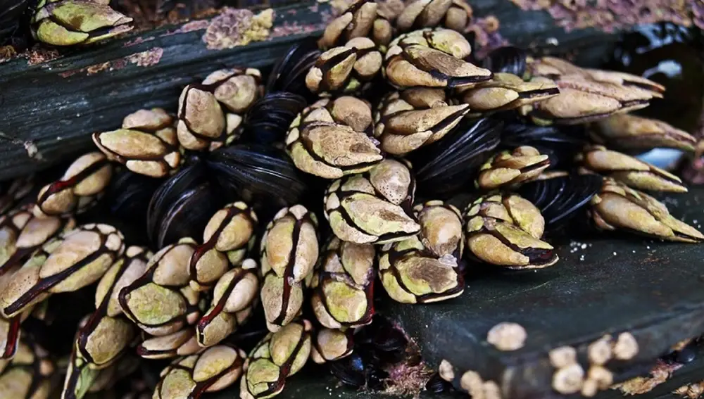 Percebes.