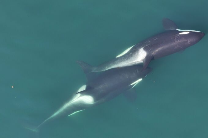 Dos orcas haciendo allokelping