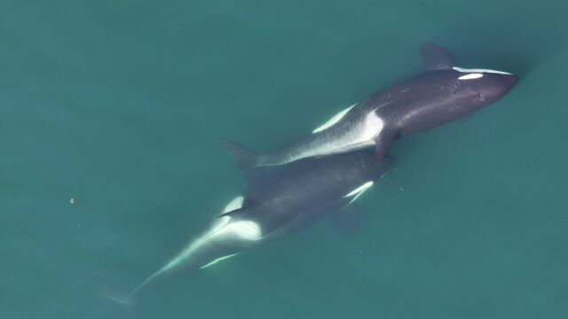 Dos orcas haciendo allokelping