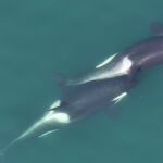 Dos orcas haciendo allokelping