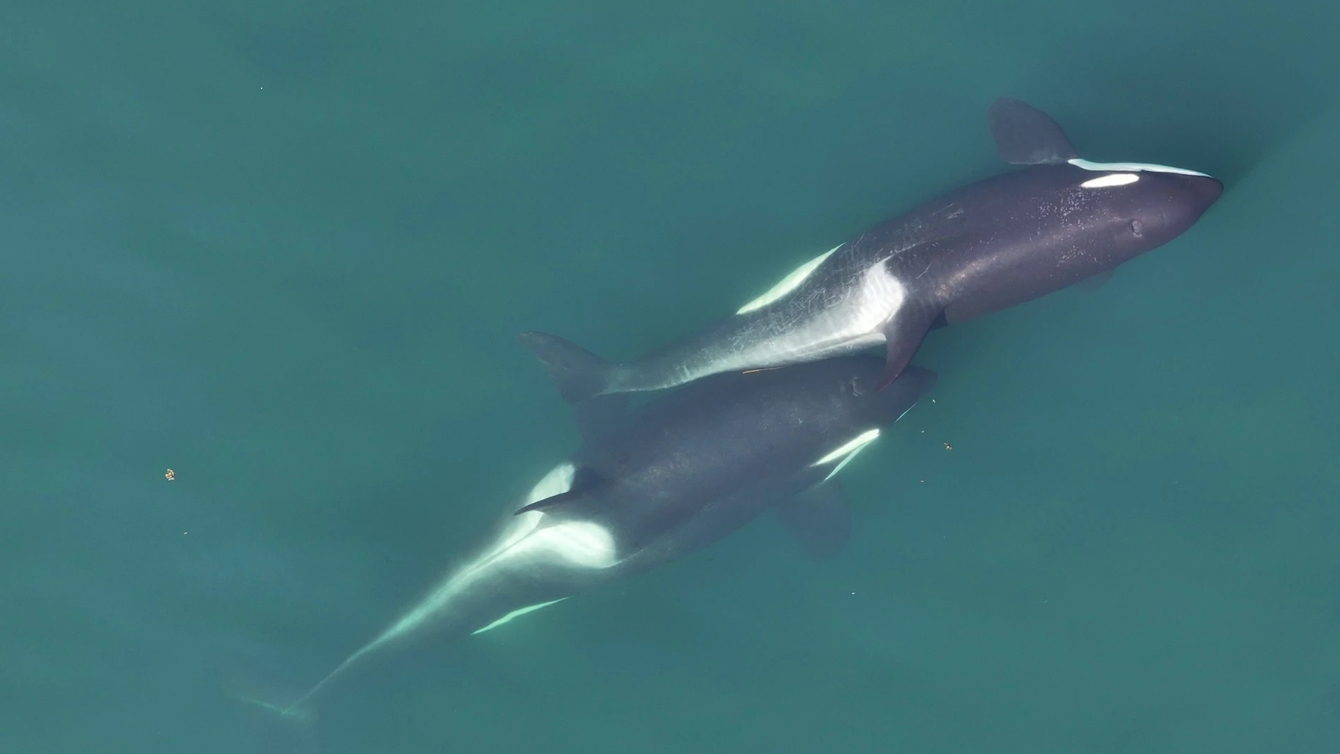 Dos orcas haciendo allokelping