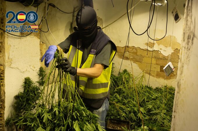 MURCIA.-Sucesos.- Detenidas 9 personas de una red criminal dedicada al cultivo de marihuana en Alcantarilla y Sangonera la Seca