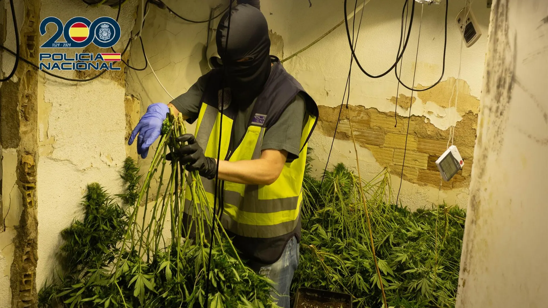 MURCIA.-Sucesos.- Detenidas 9 personas de una red criminal dedicada al cultivo de marihuana en Alcantarilla y Sangonera la Seca