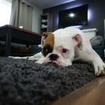 Los delitos por allanamientos y usurpación de vivienda en España aumentaron un 7% en 2024