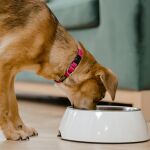 Con cuanta frecuencia se debe lavar el bebedero de nuestra mascota