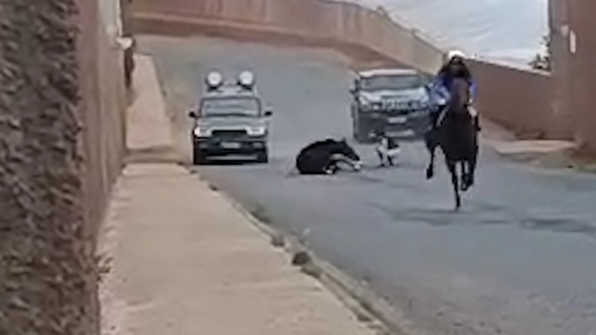 Indignación tras la muerte de un caballo en una carrera en Gran Canaria