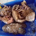 MURCIA.-Sucesos.- Cae en Cartagena un grupo delictivo con 4 detenidos y 300 kilos de pescado capturado de forma ilícita