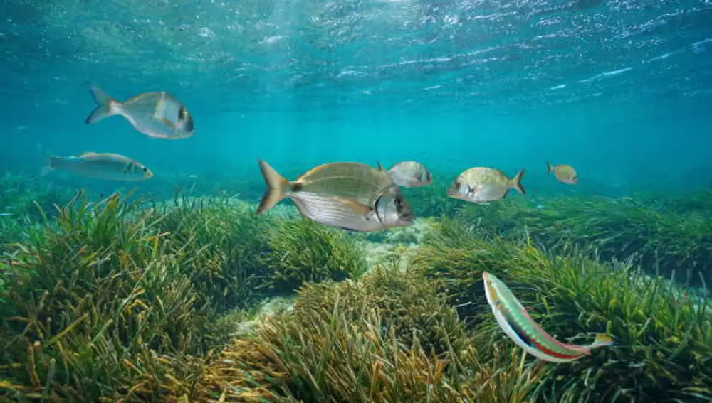 Varios peces nadan sobre praderas de posidonia, protegidas en Baleares