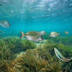 Varios peces nadan sobre praderas de posidonia, protegidas en Baleares
