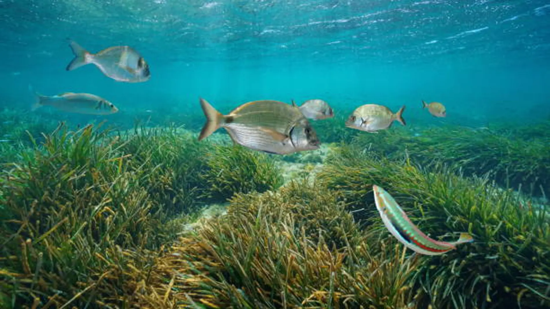 Varios peces nadan sobre praderas de posidonia, protegidas en Baleares