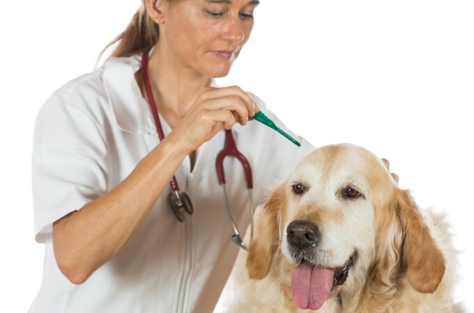 Perro en el veterinario