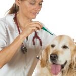 Perro en el veterinario