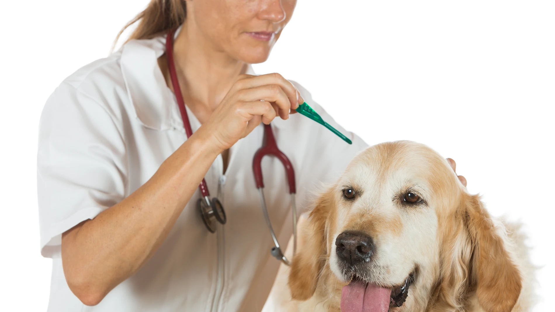 Perro en el veterinario