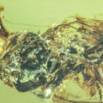 Imagen del hongo saliendo de un insecto hace millones de años