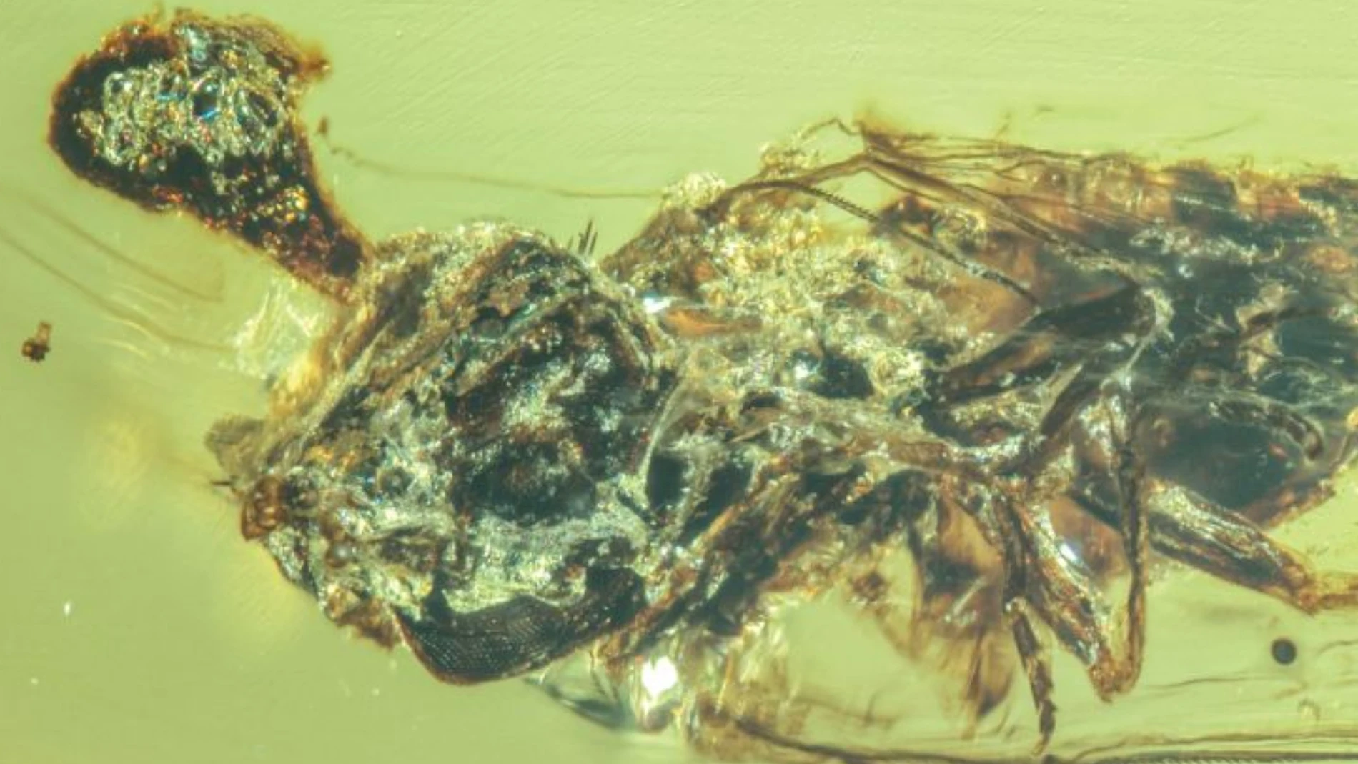 Imagen del hongo saliendo de un insecto hace millones de años
