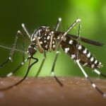Sanidad confirma la presencia del mosquito tigre en 156 municipios españoles desde el año 2023