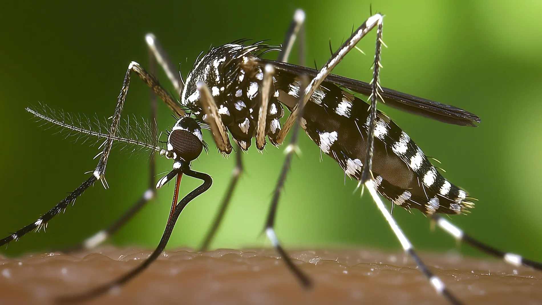Sanidad confirma la presencia del mosquito tigre en 156 municipios españoles desde el año 2023