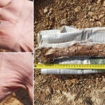 Fósiles del cocodrilo encontrado