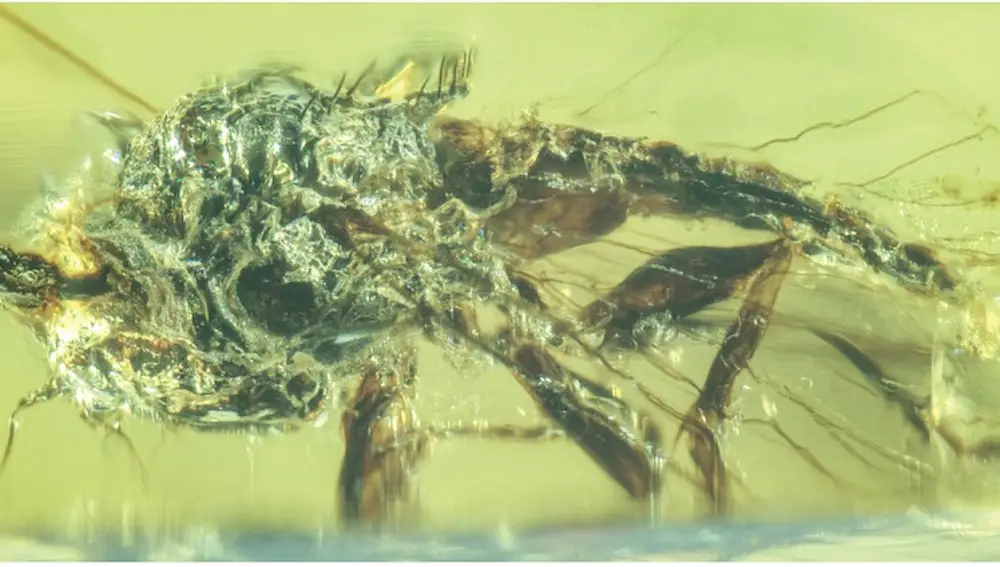 Imagen del hongo saliendo de la cabeza de una mosca