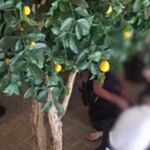 Agentes de la Policía Nacional reaniman a una mujer en parada cardiorrespiratoria en un restaurante de Valencia