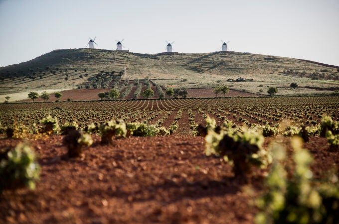 Viñedos bajo los molinos de Alcázar de San Juan