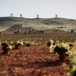 Viñedos bajo los molinos de Alcázar de San Juan