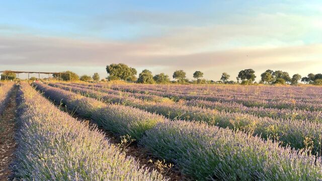 Tiempo de lavanda: los campos en flor tiñen de violeta el verano en Brihuega