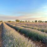 Tiempo de lavanda: los campos en flor tiñen de violeta el verano en Brihuega