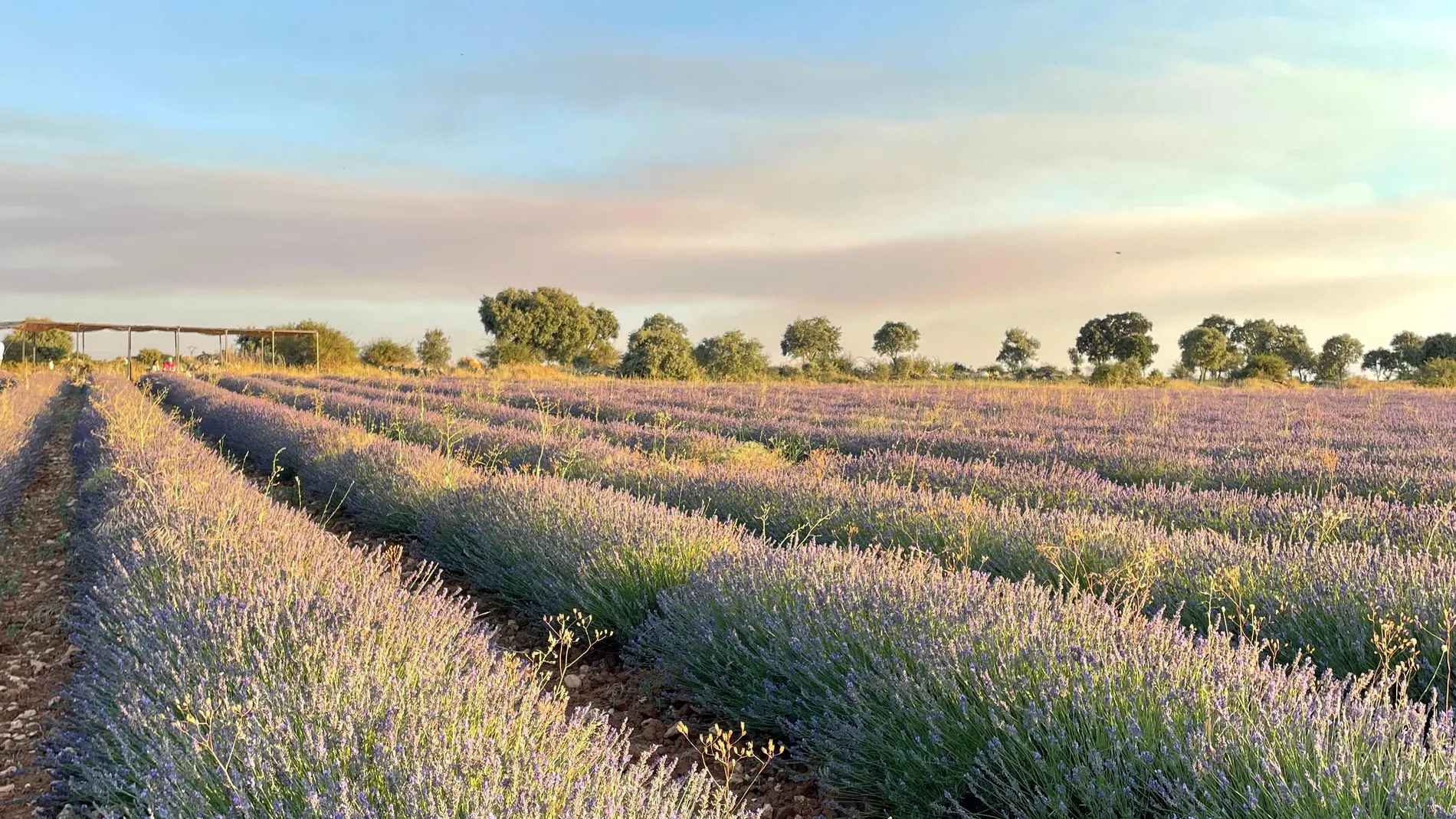 Tiempo de lavanda: los campos en flor tiñen de violeta el verano en Brihuega