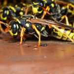El remedio casero para ahuyentar a las avispas este verano: es sencillo y muy efectivo