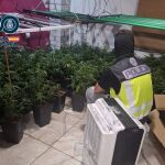 Desmantelan siete plantaciones de marihuana y detienen a nueve personas en Aldaia (Valencia)