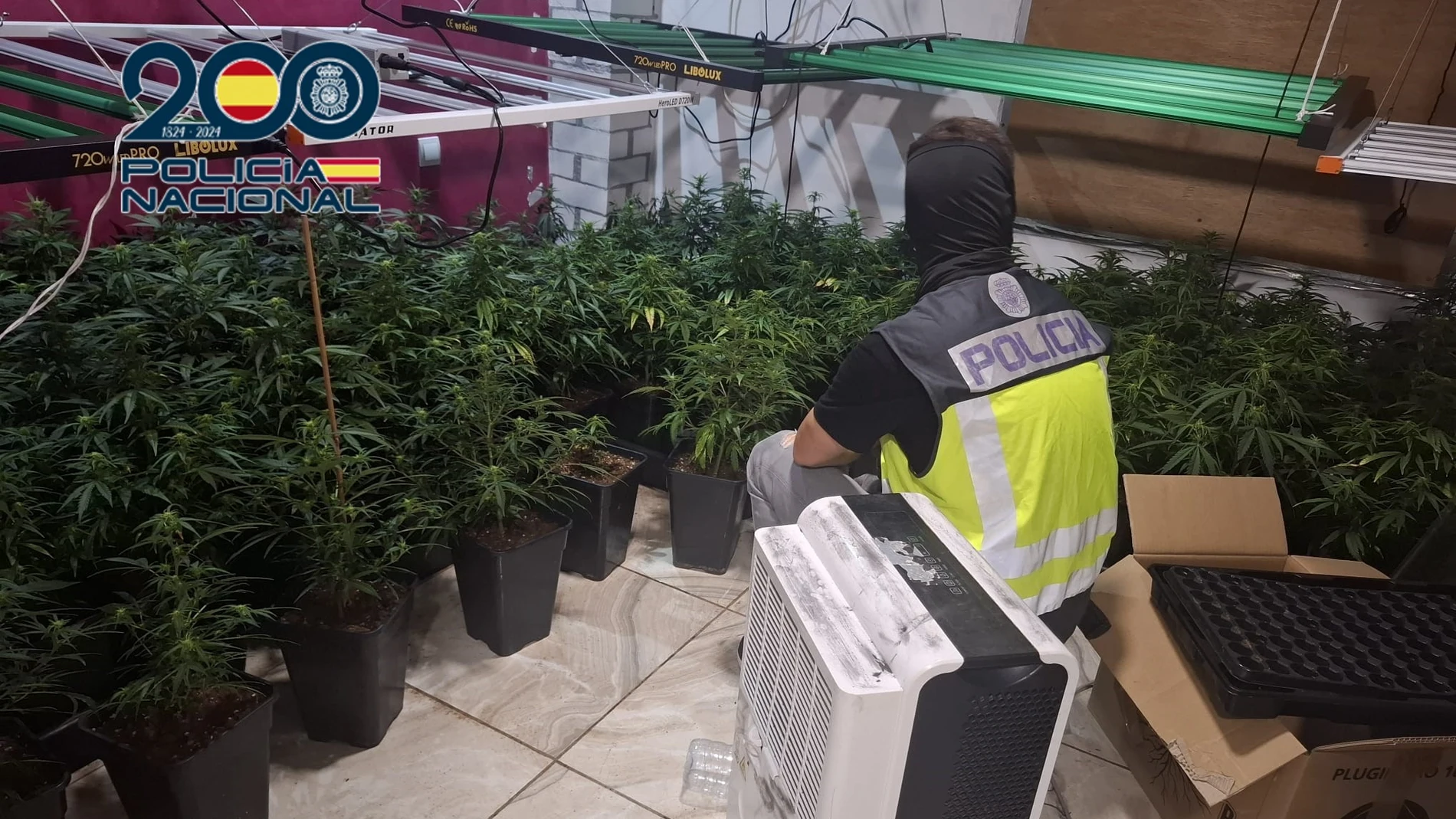 Desmantelan siete plantaciones de marihuana y detienen a nueve personas en Aldaia (Valencia)