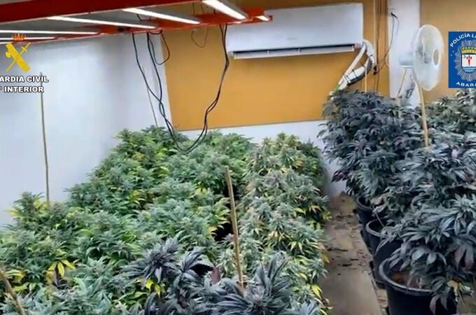 MURCIA.-Sucesos.- Desmantelan en Abarán (Murcia) un punto de cultivo intensivo y continuo de marihuana