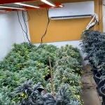 MURCIA.-Sucesos.- Desmantelan en Abarán (Murcia) un punto de cultivo intensivo y continuo de marihuana