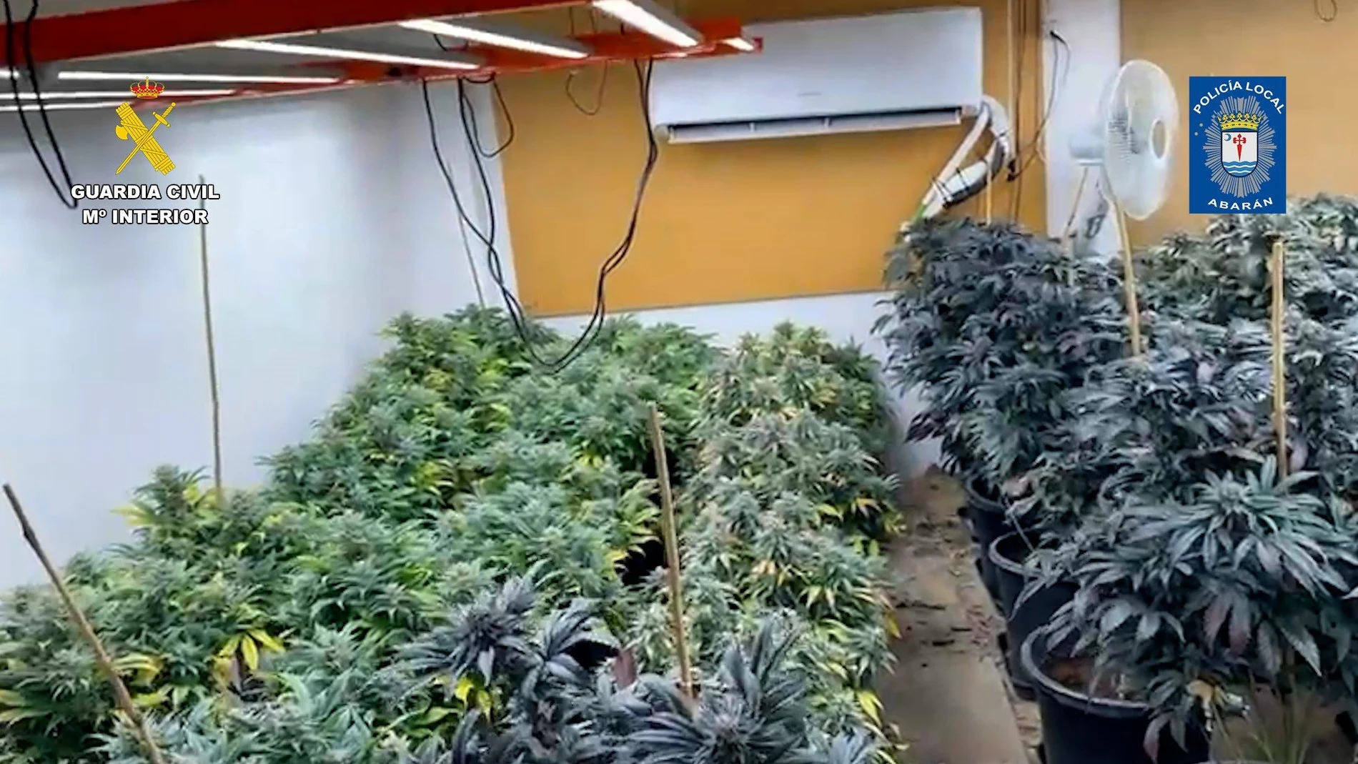 MURCIA.-Sucesos.- Desmantelan en Abarán (Murcia) un punto de cultivo intensivo y continuo de marihuana