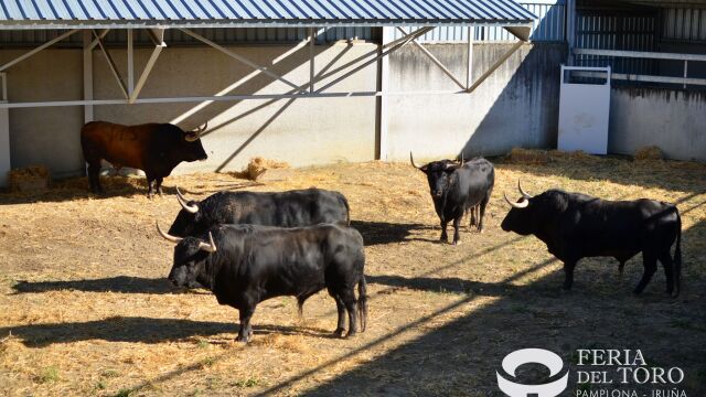 ¡Pamplona arde! Los Corrales del Gas se llenan y el corazón se acelera