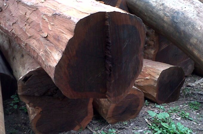 El árbol con la madera más resistente del mundo crece en España