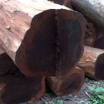 El árbol con la madera más resistente del mundo crece en España