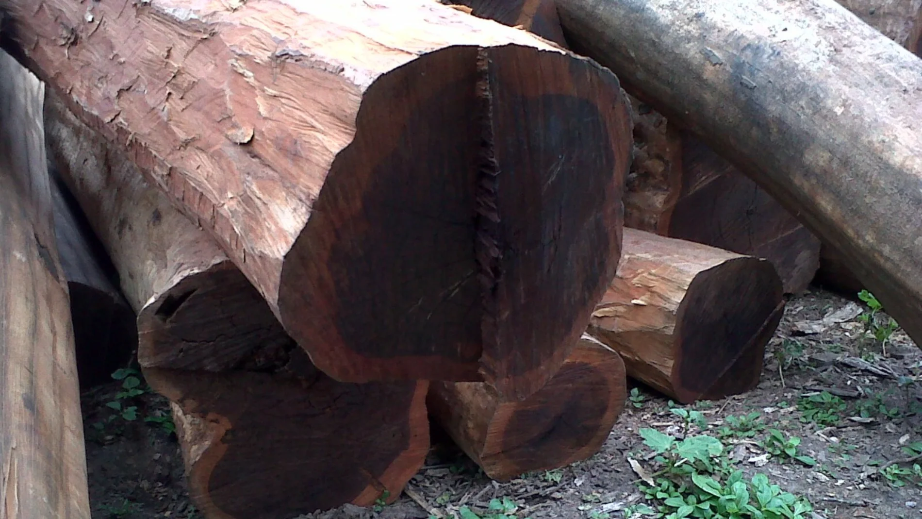 El árbol con la madera más resistente del mundo crece en España