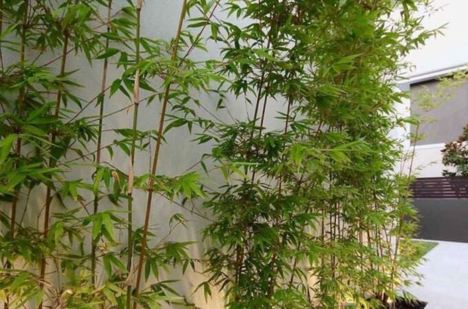 La planta que crece un metro al día y transforma por completo tu jardín en una semana 