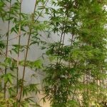 La planta que crece un metro al día y transforma por completo tu jardín en una semana 