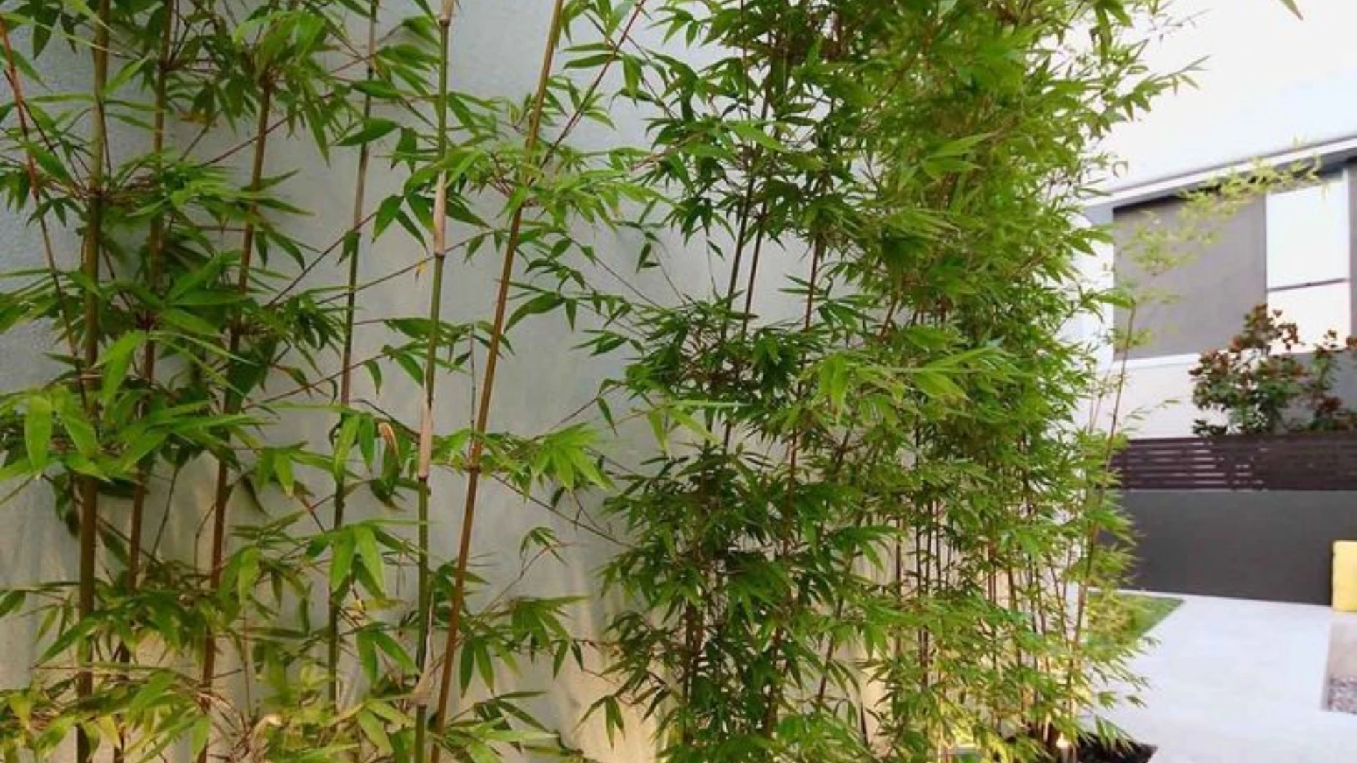 La planta que crece un metro al día y transforma por completo tu jardín en una semana