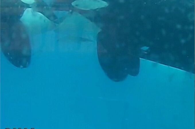 Captan por primera vez un “beso” entre dos orcas salvajes