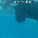Captan por primera vez un “beso” entre dos orcas salvajes
